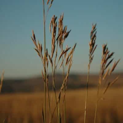Tall grass with seed pods growing upward. Mountain Brome. Scientific name: Bromus marginatus