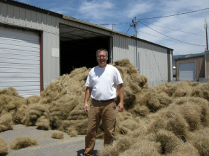 Needle & Threadgrass