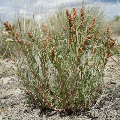 Mid height shrub with a red tinted spine. Long skinny leaves persisting through the winter called Gardners Salbush. Scientific name: Atriplex gardneri