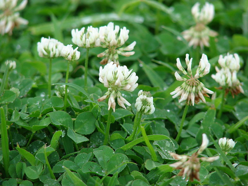 White Sweet Clover - Great Basin Seed - Melilotus alba