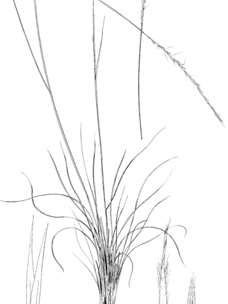 letterman needlegrass
