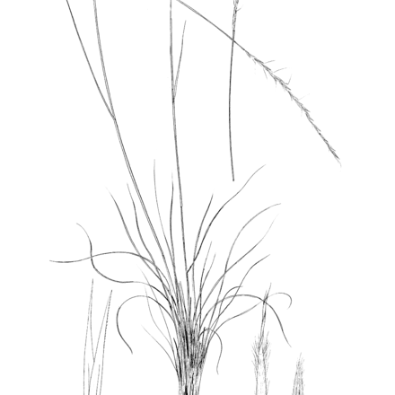 letterman needlegrass