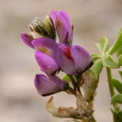 dark purple flower on green stem, Arizona Lupine, Scientific Name: Lupinus arizonicus