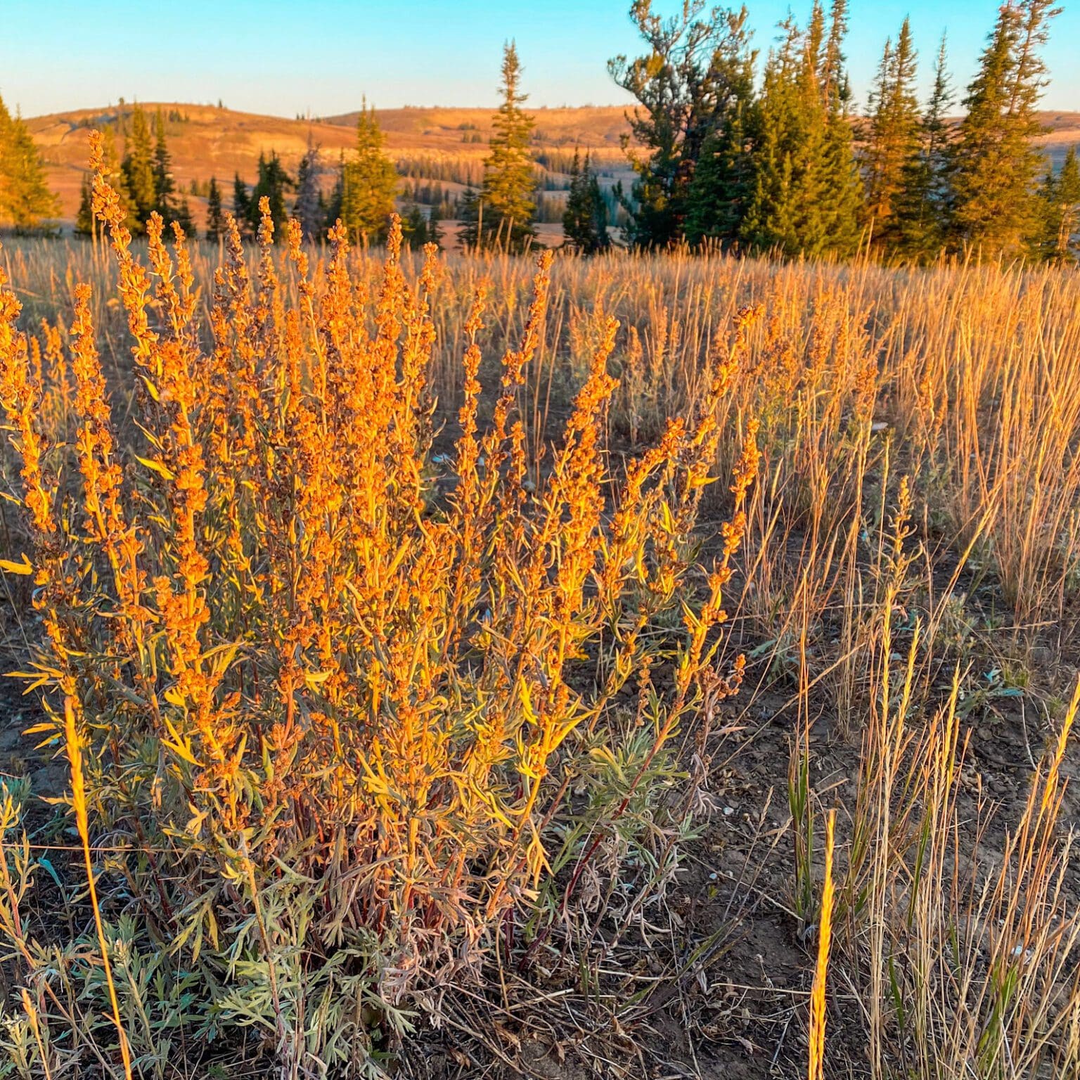 Louisiana Sage Artemisia ludoviciana Great Basin Seeds