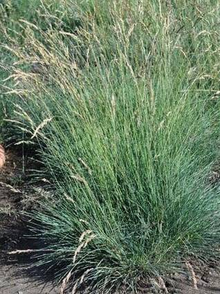 yellow/brown seed head with tall green bunchgrass, Sheep Fescue. Scientific name: Festuca ovina