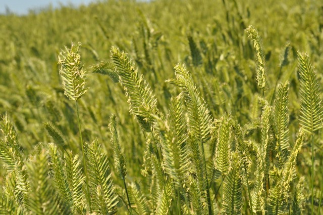 CD II Crested Wheatgrass