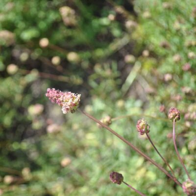 Small Burnet