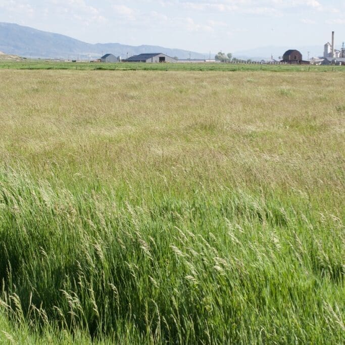 field of Dryland pasture seed mix