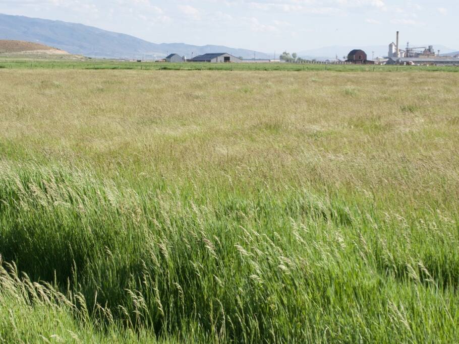 Salt & Alkali Soils Pasture Mix Great Basin Seed Native Seed