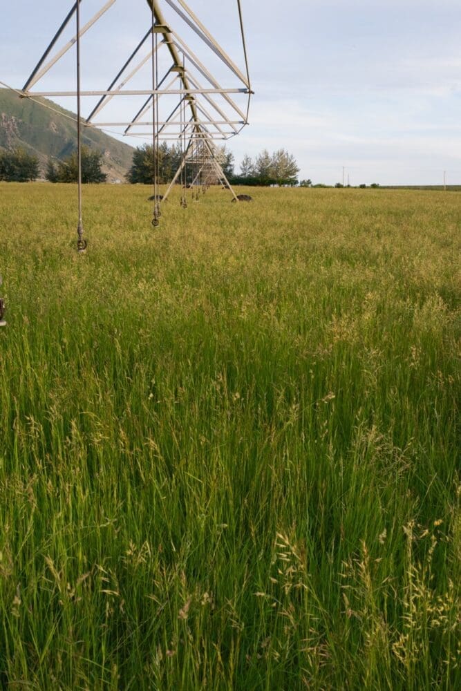 Irrigated Pasture Seed Mix Great Basin Seeds Pasture Mix