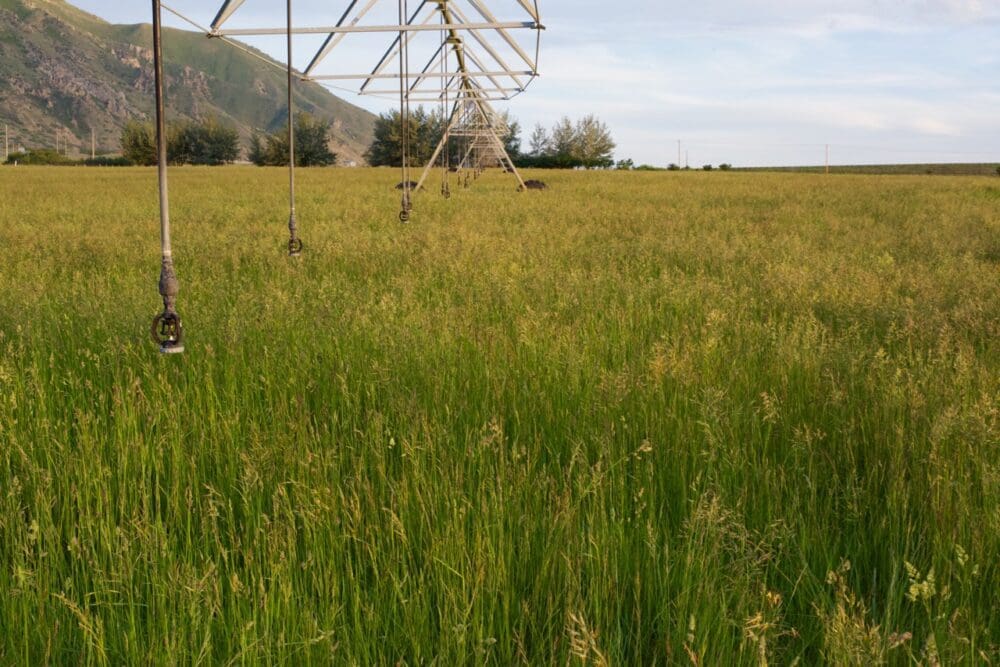 Irrigated Pasture Seed Mix