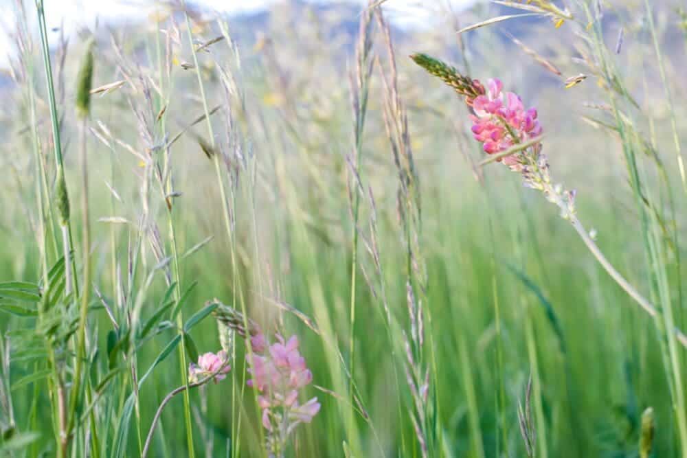 Irrigated Pasture Seed Mix