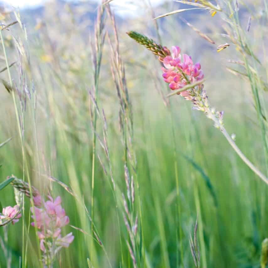 Close up of pink flower blooming on tall green stem, Irrigated Pasture Seed Mix, Shoshone Sainfoin, Eski Sainfoin, Onobrychis viciifolia