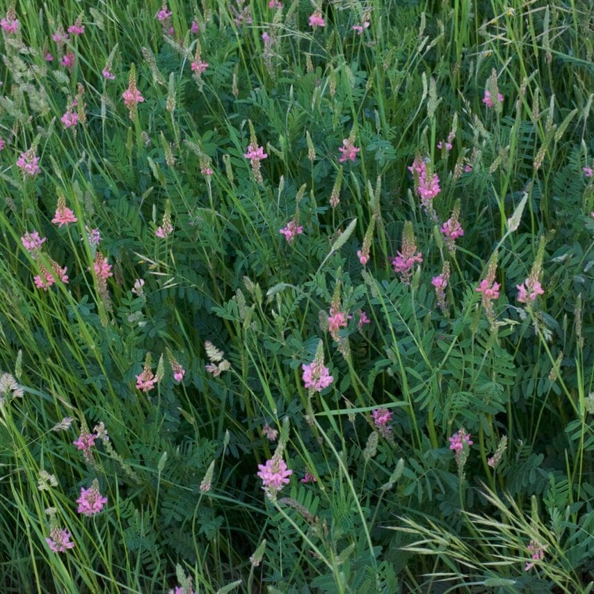 Pink flower on tall green stem, Irrigated Pasture Seed Mix, Shoshone Sainfoin, Eski Sainfoin, Onobrychis viciifolia