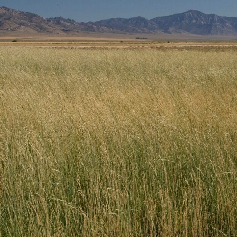 golden/green tall wheatgrass pasture field, Tall Wheatgrass. Scientific Name: Thinopyrum ponticum, Agropyron elongatum