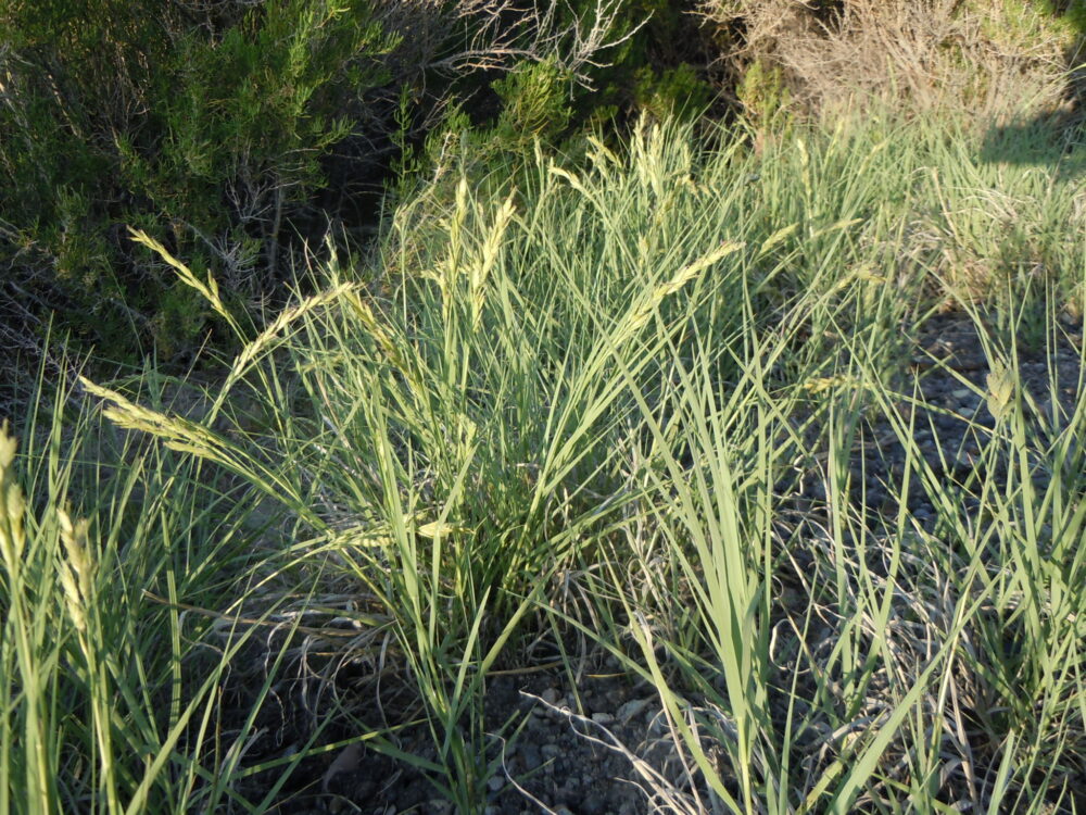 Inland Saltgrass - Great Basin Seeds