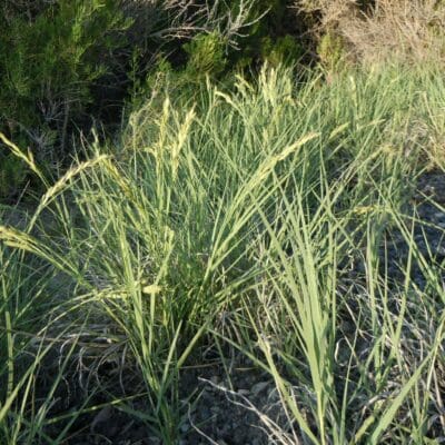 green rhizominous grass, producing long, hairy, sharp pointed, coarse, shoots, Inland SaltgrassScientific Name: Disticlis spicata