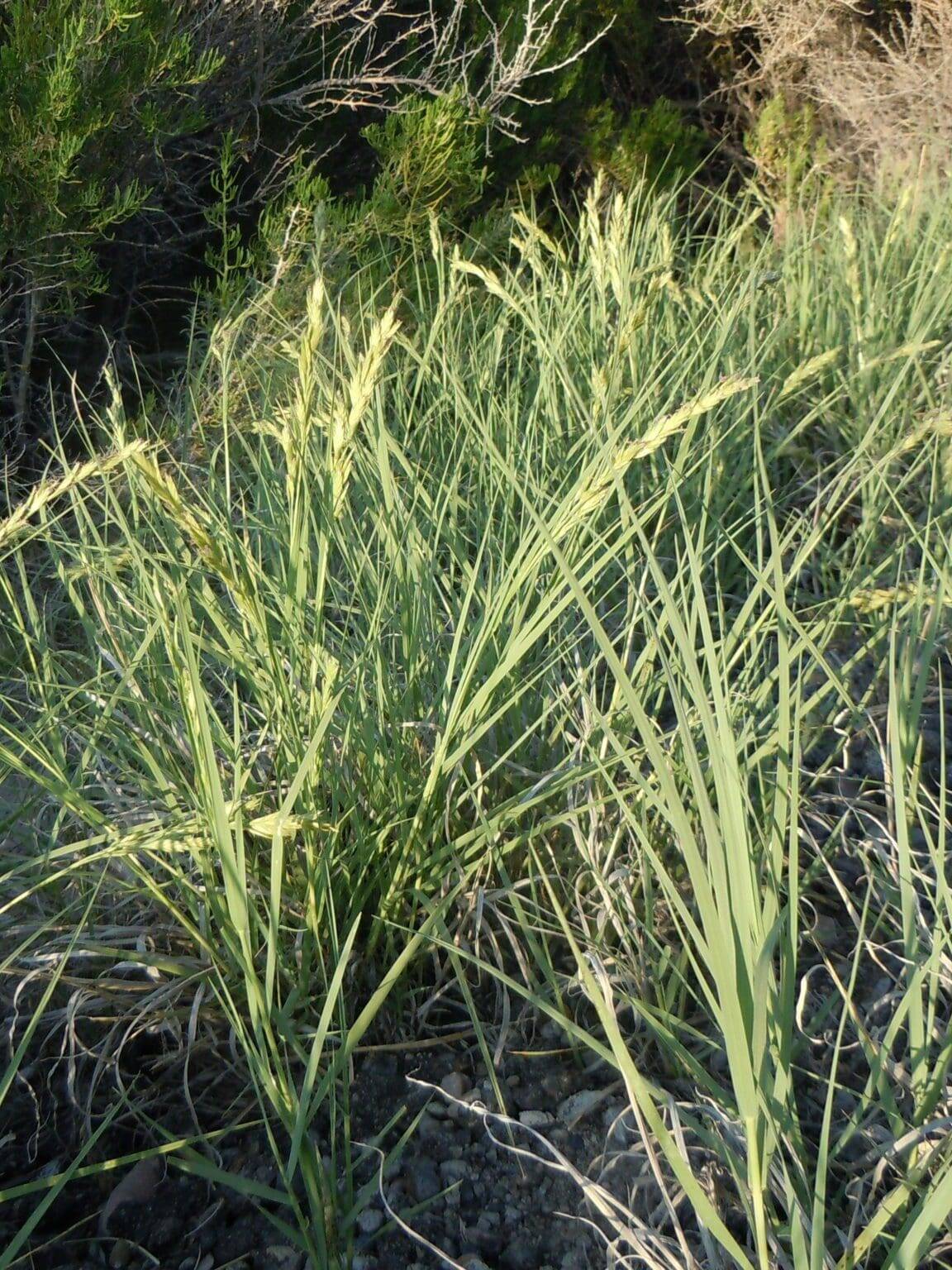green rhizominous grass, producing long, hairy, sharp pointed, coarse, shoots, Inland SaltgrassScientific Name: Disticlis spicata