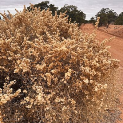 Fourwing Saltbrush (Atriplex canescens) near Canyonlands, UT