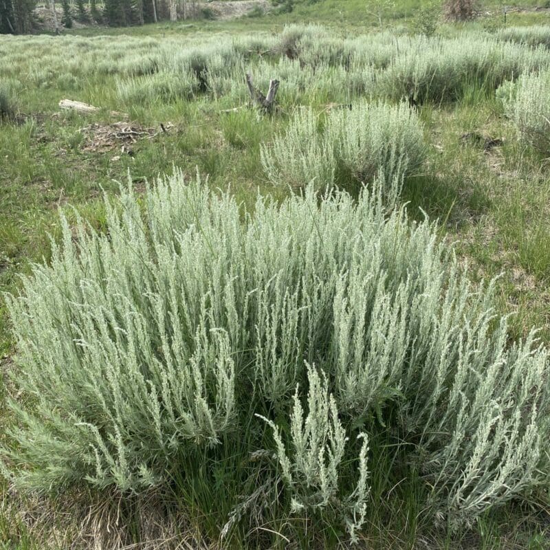 light green silver pointy bushes in mountain area, Silver Sagebrush (Artemesia cana) in a mountain park. Scientific Name: Artemesia Cana