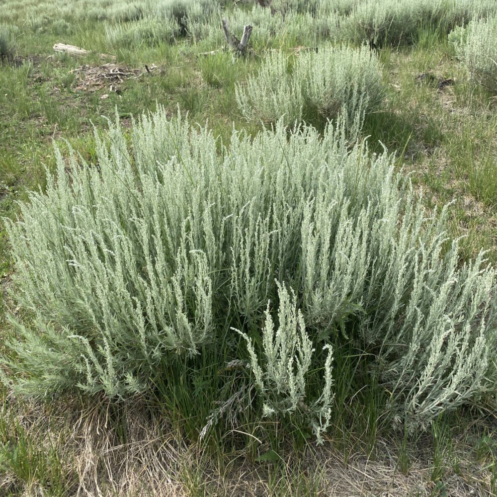 Silver Sagebrush Artemisia cana Great Basin Seeds