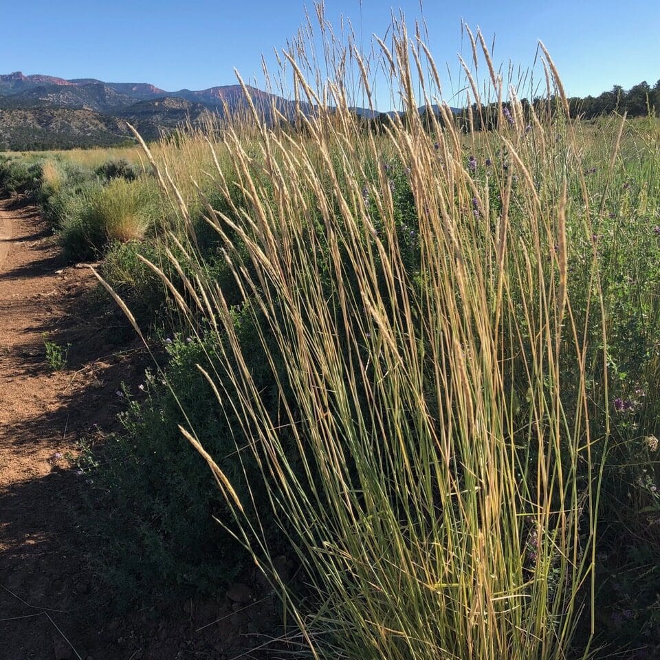 golden wheat top on tall green stem along roadside, Russian Wildrye, Scientific Name: Psathyrostachys junceus