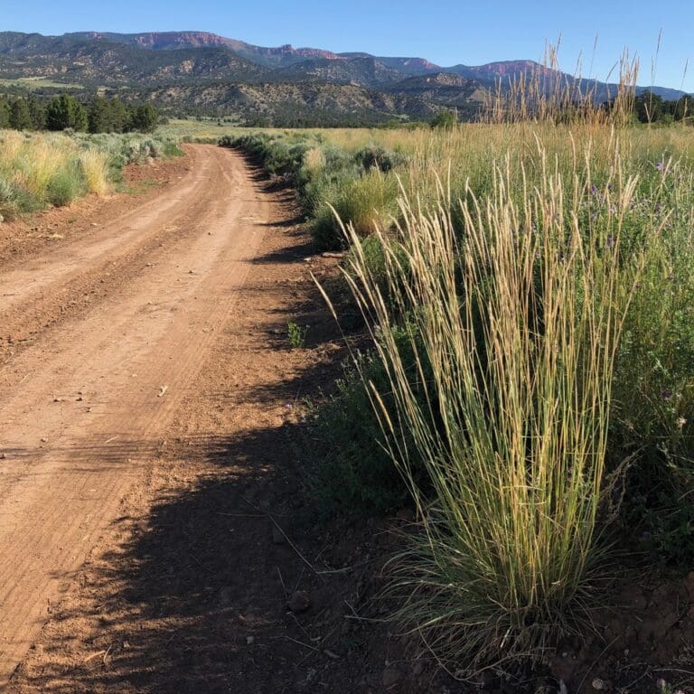 Russian Wildrye - Psathyrostachys junceus - Great Basin Seed
