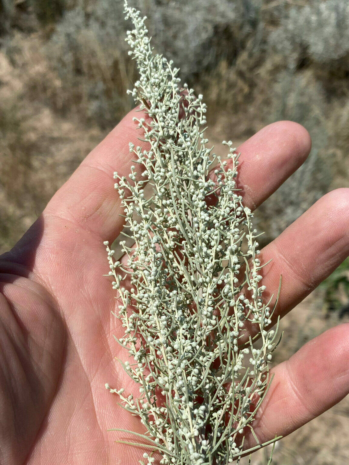 tiny green pod with pointy leave, Fringed Sage (Artemisia frigida). Scientific Name: Artemisia Frigida
