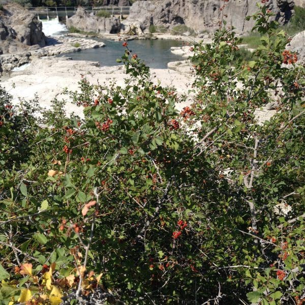 Skunkbush Sumac Rhus trilobata Great Basin Seeds
