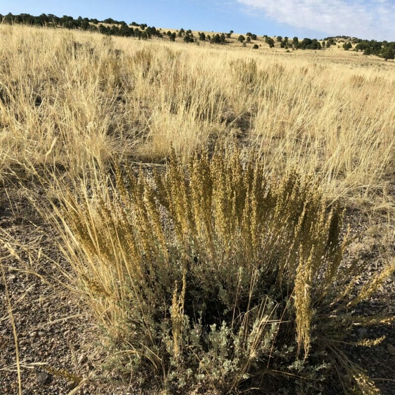 golden plant on thick stem, Black Sagebrush, artemesia nova, ARNO. Scientific name: Artemesia nova