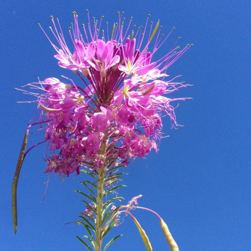 Plant with many small flowers growing on the end. Scientific name: Cleome serrulata, also known as purple beeplant