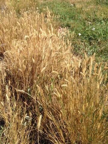 Bunch grass only growing up to a foot tall called Crested Wheatgrass. Scientific name: Agropyron cristatum