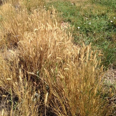 Crested Wheatgrass