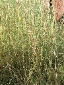 Close up of Blue Grama, Texas Panhandle Scientific Name: Bouteloua gracilis