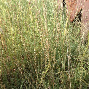 Close up of Blue Grama, Texas Panhandle Scientific Name: Bouteloua gracilis