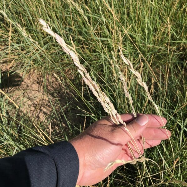 Tall Wheatgrass Great Basin Seeds