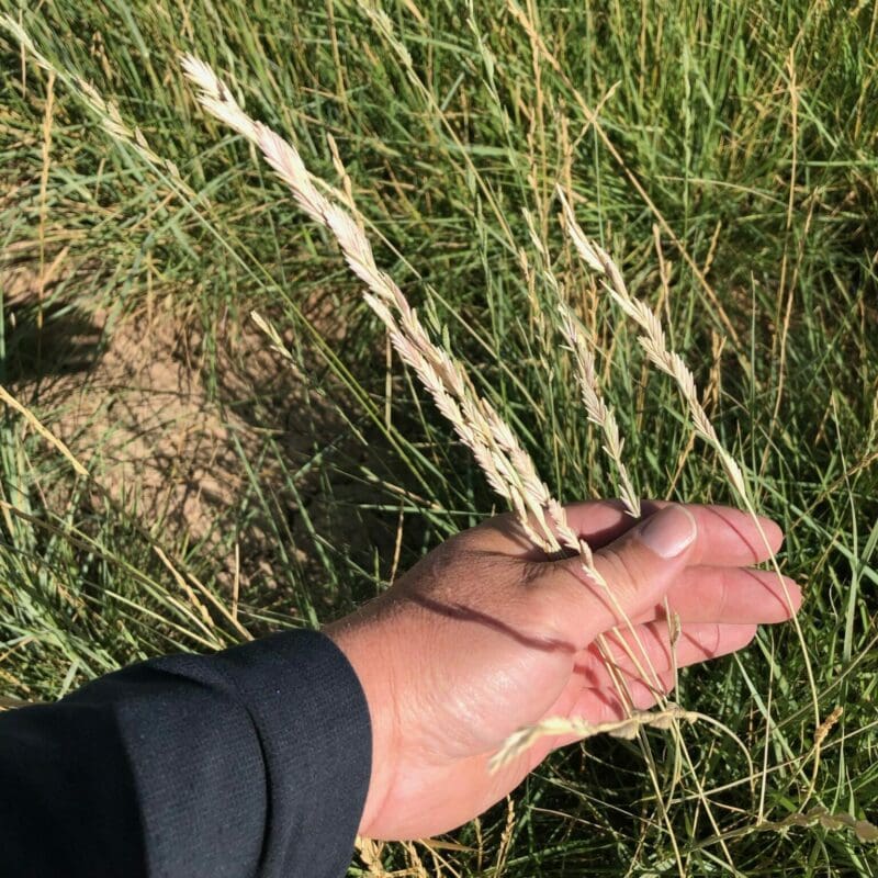 close up of golden seed head with tall green stem, Tall Wheatgrass, Scientific Name: Thinopyrum ponticum