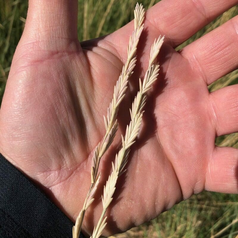 close shot of seed head on hand of the palm. Tall Wheatgrass. Scientific Name: Thinopyrum ponticum