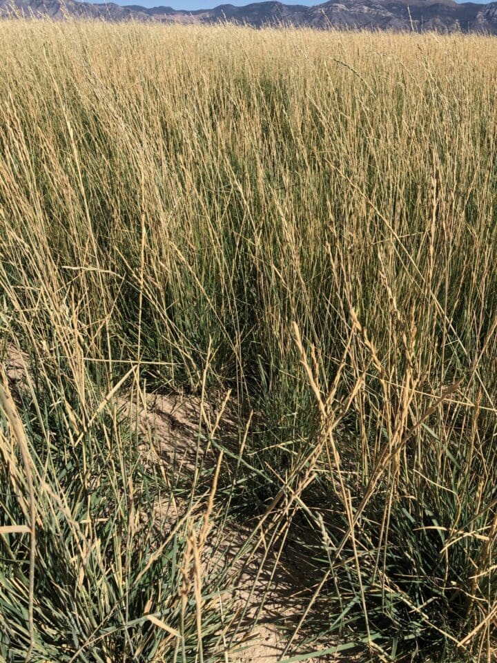 Tall Wheatgrass Great Basin Seeds