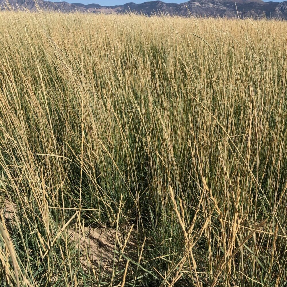 Tall Wheatgrass Agropyron elongatum Great Basin Seeds