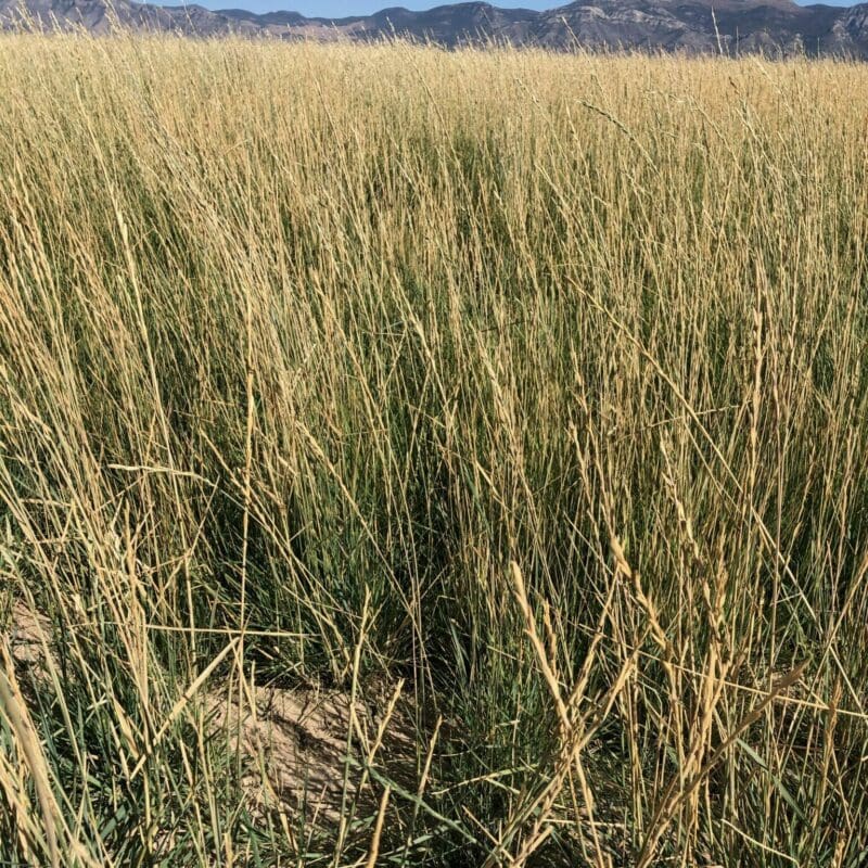 golden seed head wheatgrass with tall green stem, Tall Wheatgrass. Thinopyrum ponticum, alkali tolerant pasture grass, Agropyron elongatum