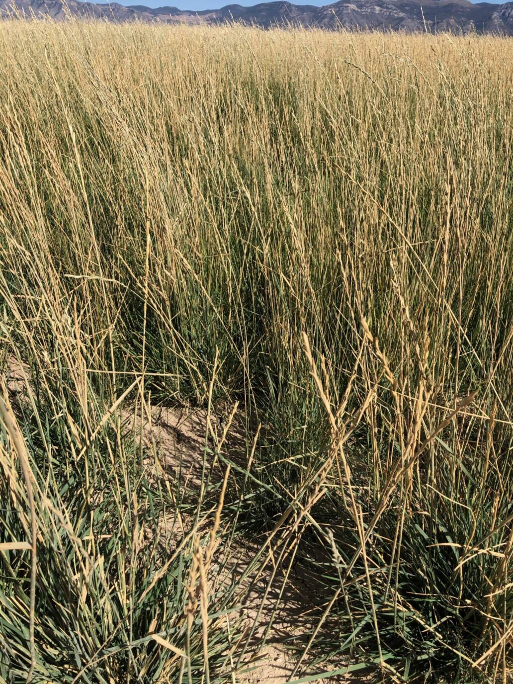 Dryland Pasture Seed Mix Great Basin Seed drought tolerant grass