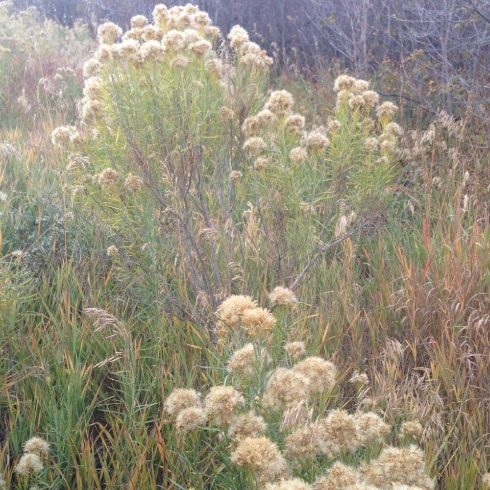 Rubber Rabbitbrush - Ericameria nauseousa - Great Basin Seeds