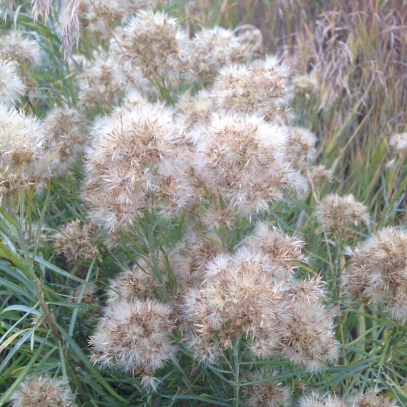 close up white fluffy flowers with green leafs, Rubber Rabbitbrush. Scientific name: Ericameria nauseosa