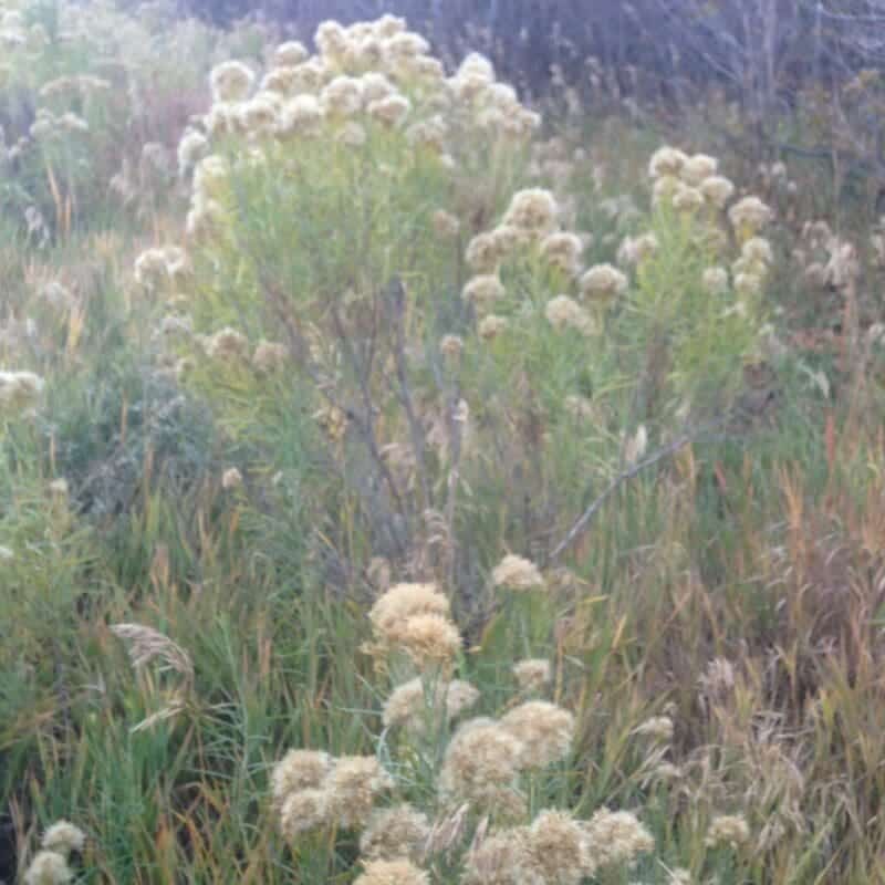 white fluffy flower on top with green leaf on branches, Rubber Rabbitbrush. Scientific name: Ericameria nauseosa