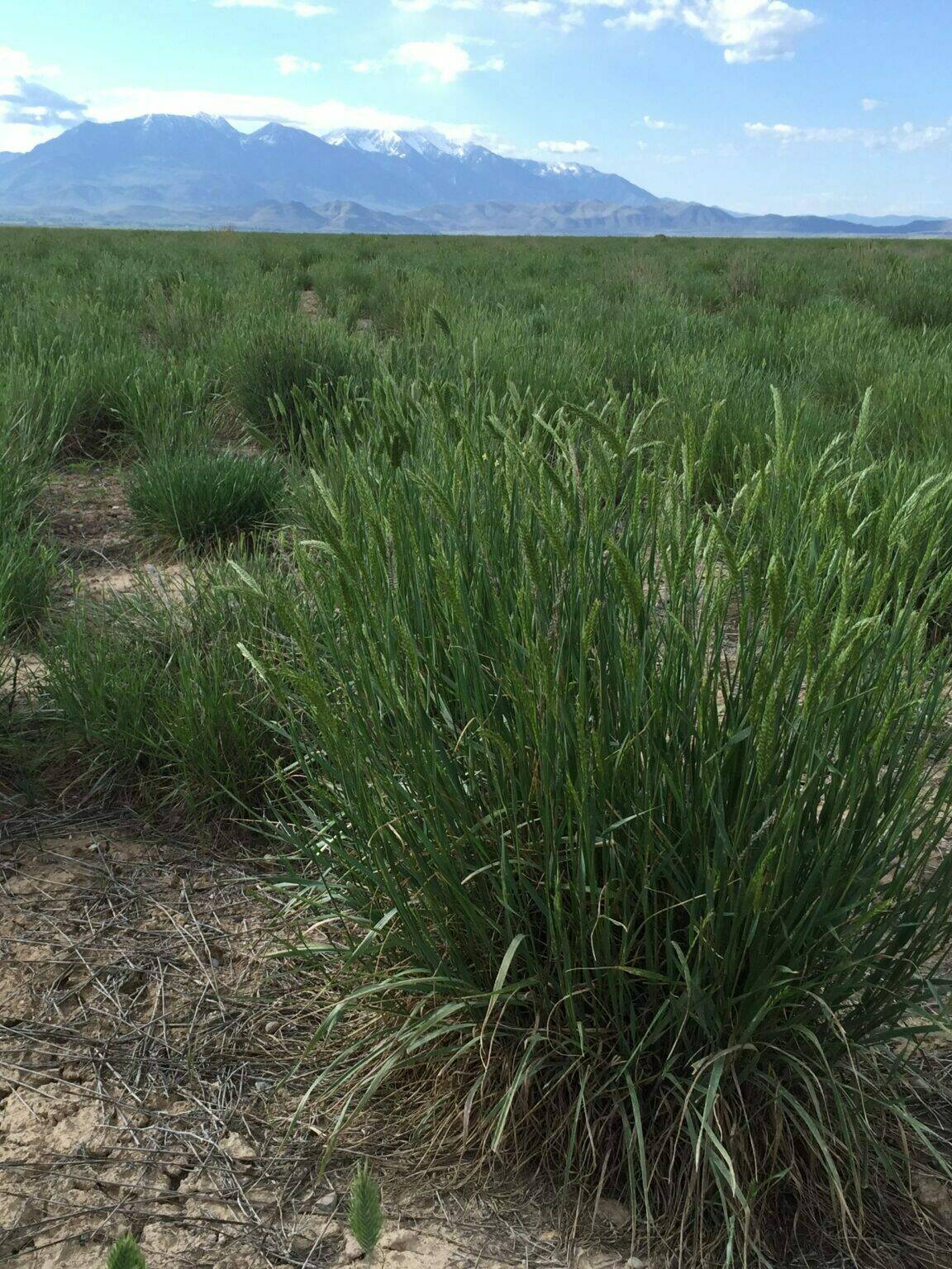 Hycrest Crested Wheatgrass