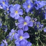 Beautiful close up electric blue flower with yellow center Blue Flax. Scientific name: Linum perenne