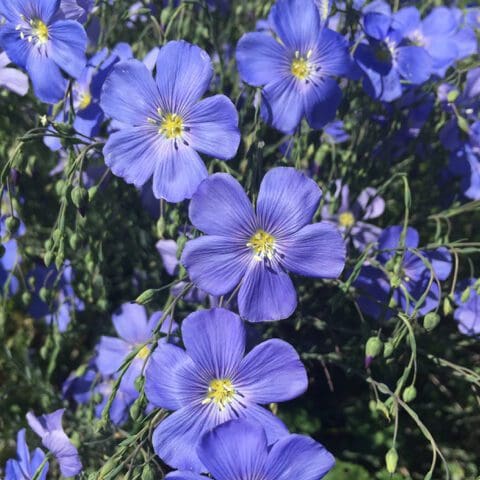 Beautiful close up electric blue flower with yellow center Blue Flax. Scientific name: Linum perenne