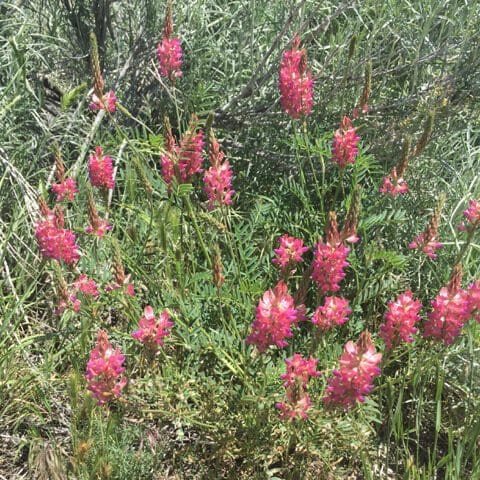 Pink flower on tall green stem with bushy leaf, Shoshone Sainfoin in a dryland situation, Shoshone Sainfoin, Eski Sainfoin, Scientific Name: Onobrychis viciifolia