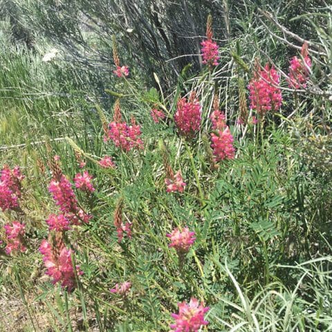 Sainfoin in a dryland situation, Shoshone Sainfoin, Eski Sainfoin, Onobrychis viciifolia